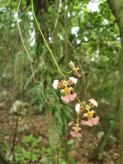 Tolumnia guianensis