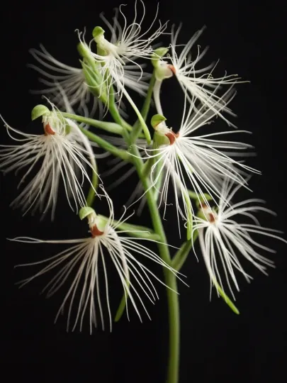 Habenaria medusa