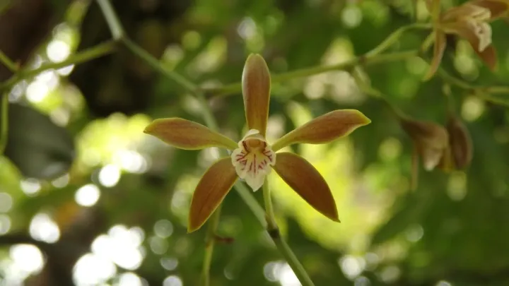 Encyclia candollei