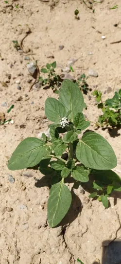 Heliotropium stevenianum