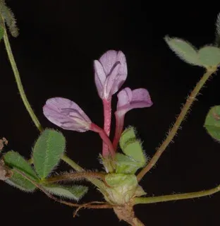Israeli clover