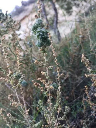 Salsola boissieri