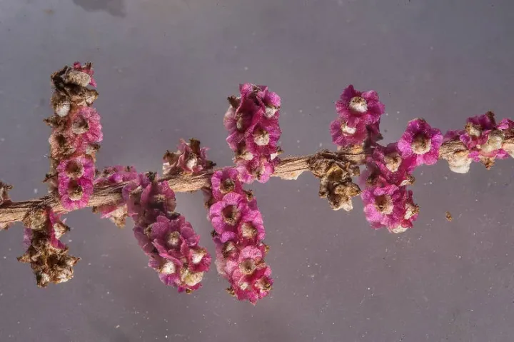 Солянка круглолиста