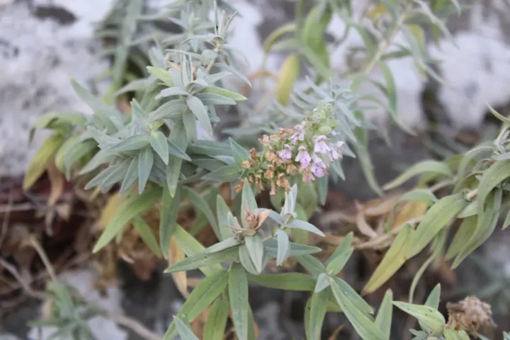 Stachys palaestina