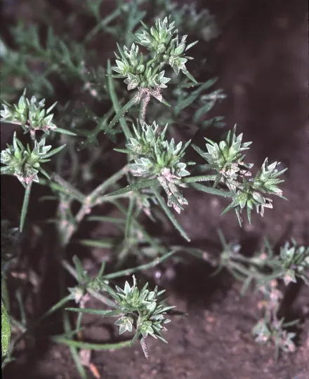 Scleranthus orientalis