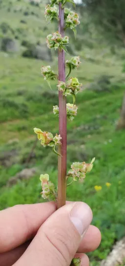 Scrophularia rubricaulis