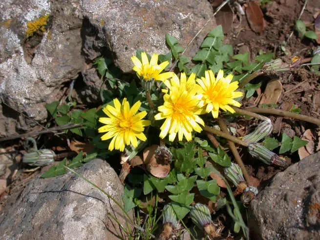 Taraxacum cyprium