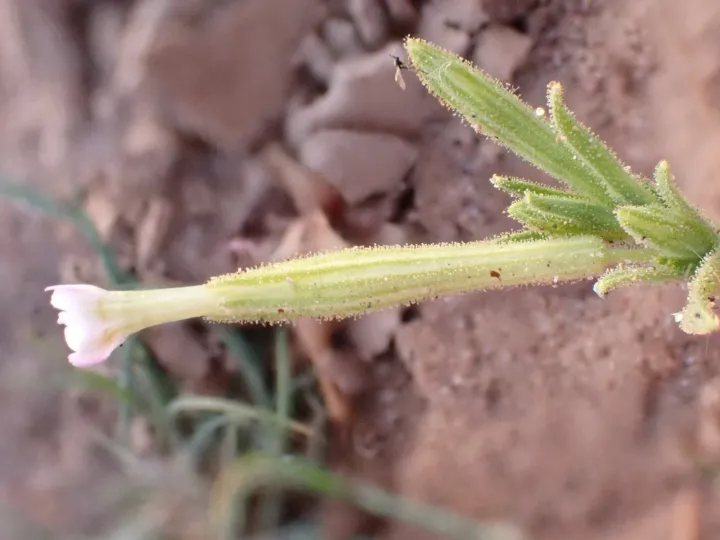 Silene villosa