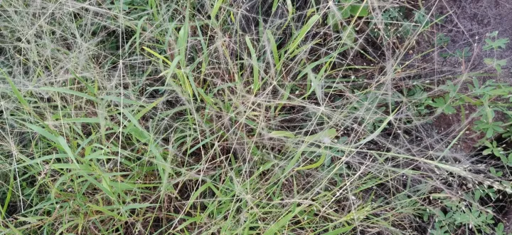 Digitaria pennata