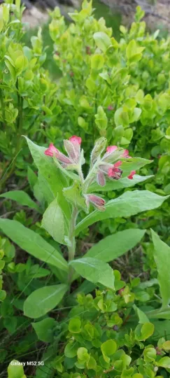 Filarszky lungwort
