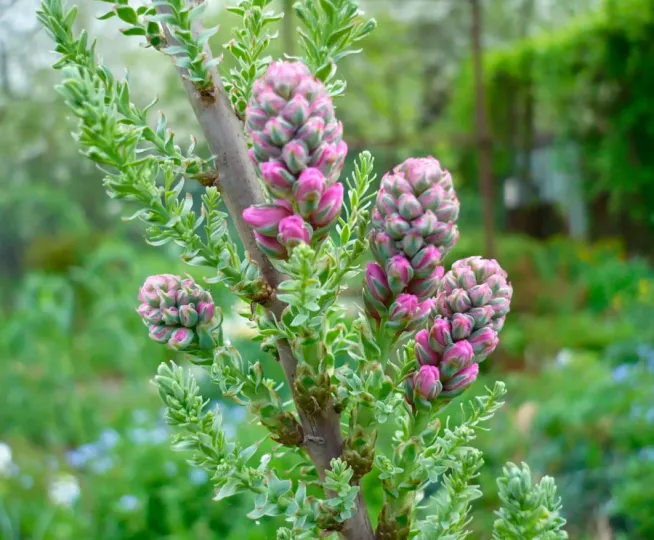 Myricaria alopecuroides