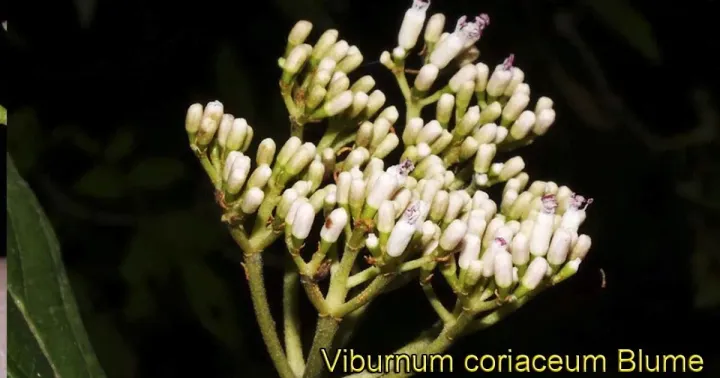 Leatherleaf viburnum