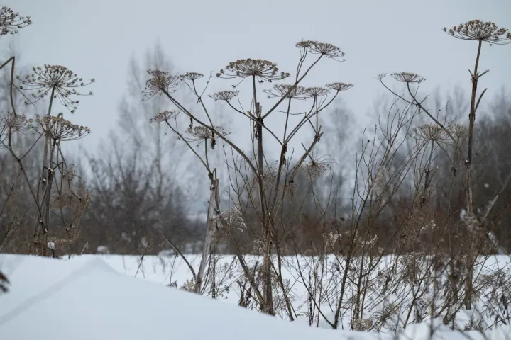 Борщівник Сосновського