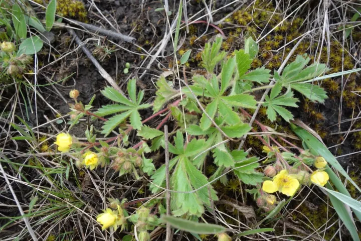 Spreading cinquefoil