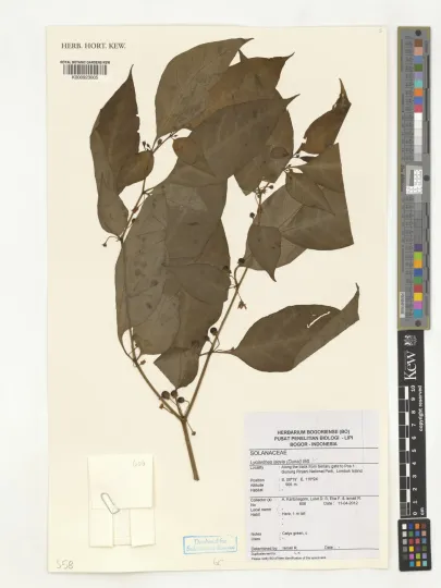 Lycianthes laevis