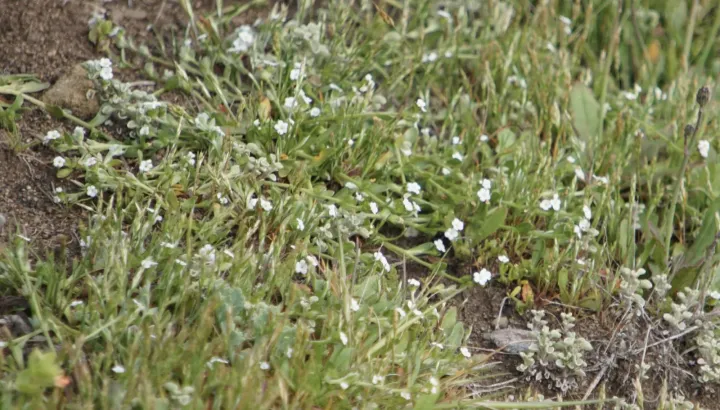 Reticulate popcornflower