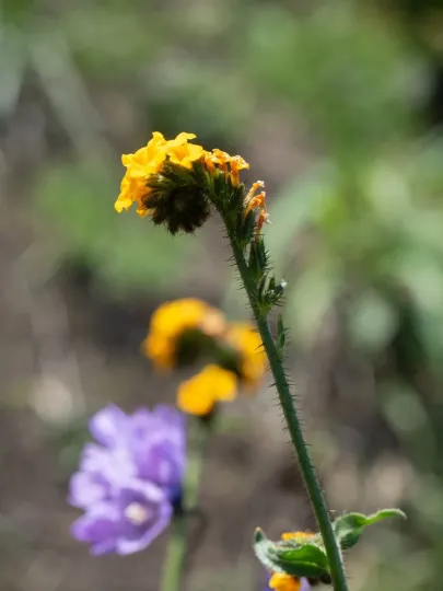 Fiddle-leaf fiddleneck