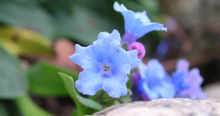 Alpine bluebell