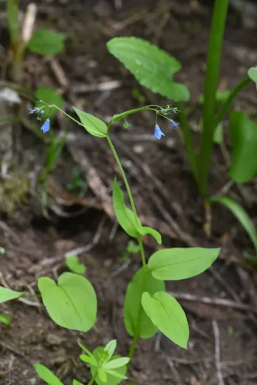 Mertensia bella