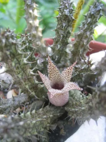 Stapelianthus madagascariensis