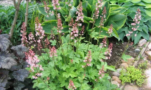 Heucherella alba