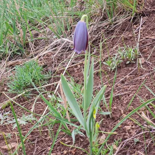 Caucasian fritillary