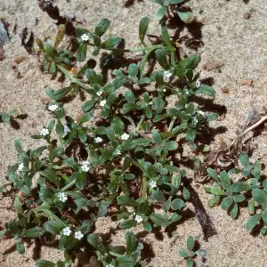 Cryptantha nemaclada