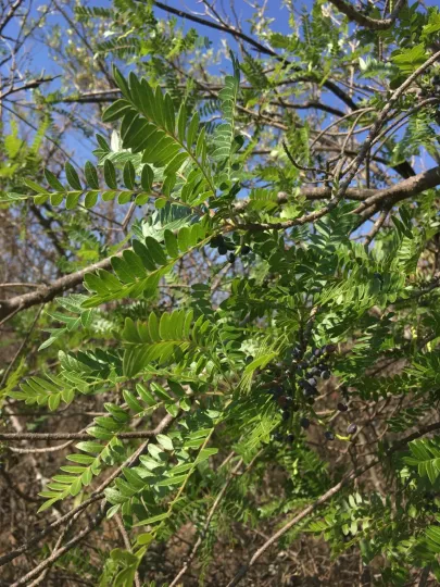 Mexican pistachio