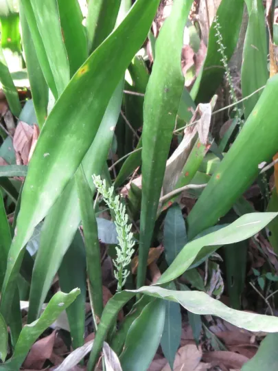 Sansevieria senegambica