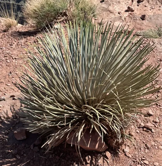 Hesperoyucca newberryi