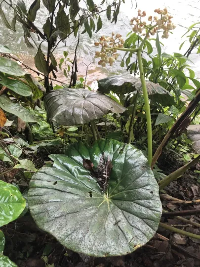 Begonia nelumbiifolia