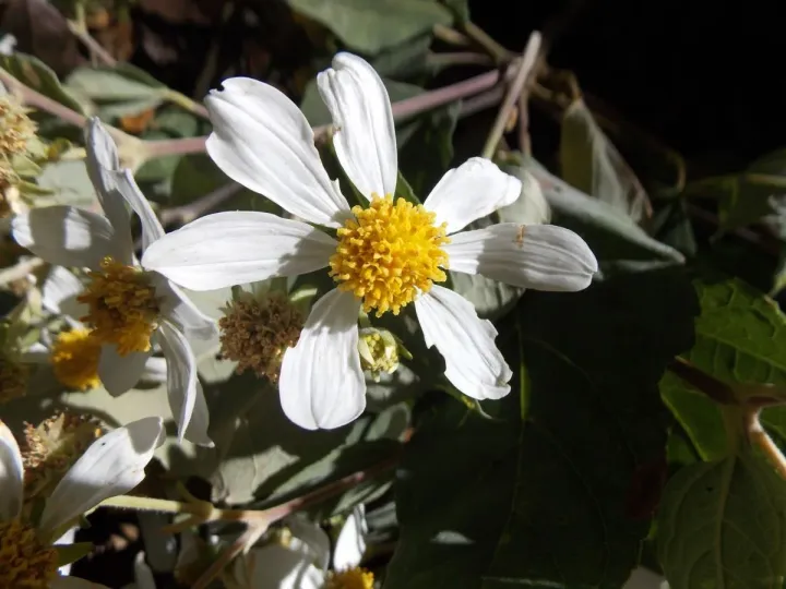 Montanoa guatemalensis