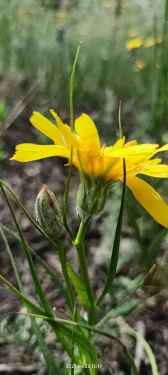 Scorzonera ensifolia
