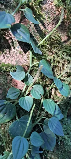 Peperomia urocarpa