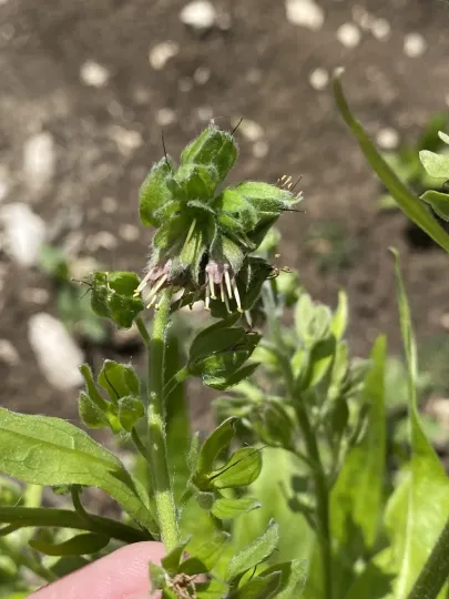 Solenanthus biebersteinii