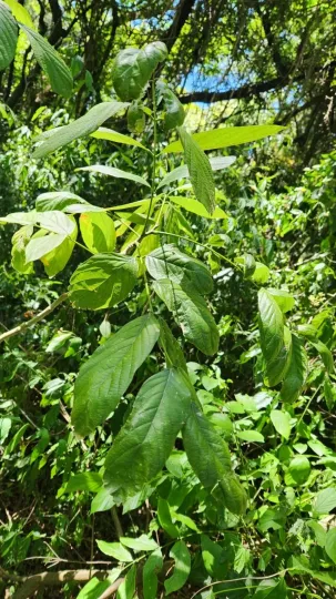 Lonchocarpus muehlbergianus