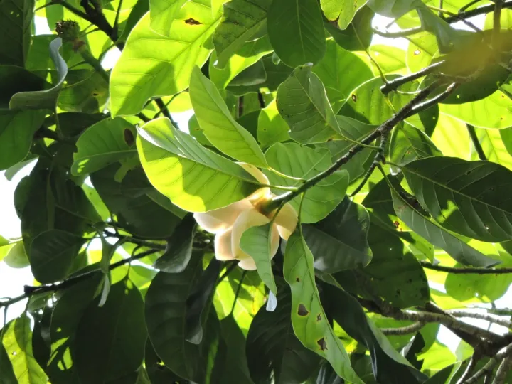 Magnolia ovata