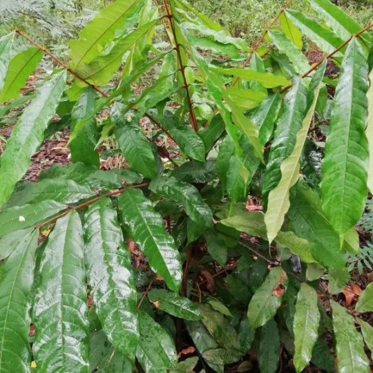 Pancovia laurentii