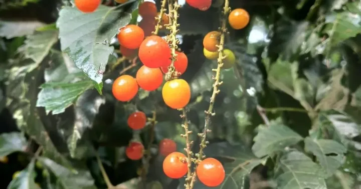 Аллофілус Ройга
