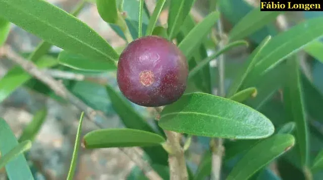 Myrciaria delicatula
