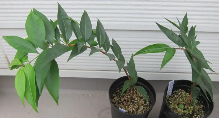 Eugenia rostrifolia
