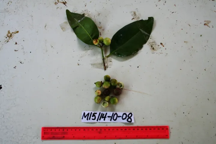 Garcinia cymosa