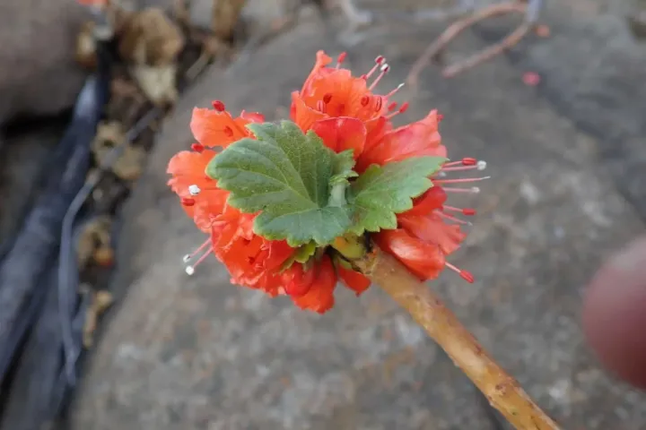 Грейя Радлькофера