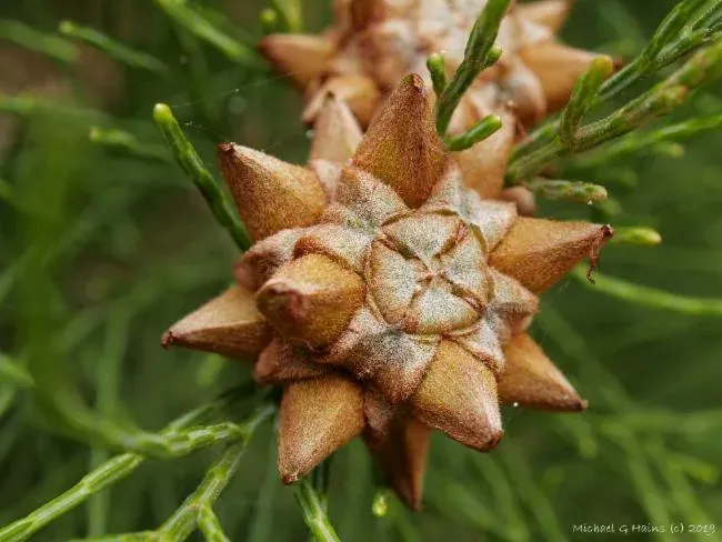 Gymnostoma australianum