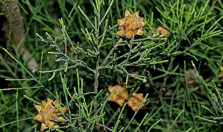 Gymnostoma papuanum