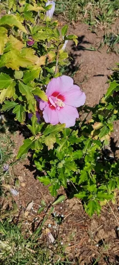 Rose of Sharon