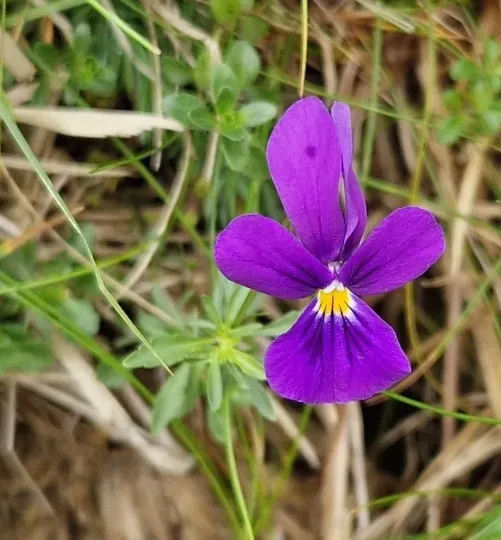 Viola declinata