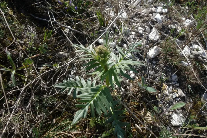 Valeriana rossica