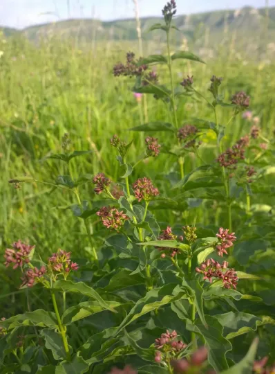 Vincetoxicum schmalhausenii