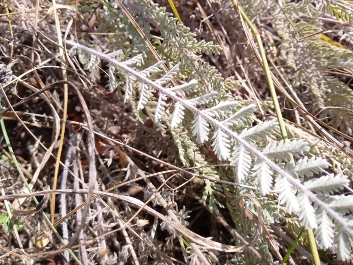 Odessan tansy